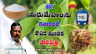 90 మధుమేహంను నివారరించే ఔషధ మూలికాపొడపత్రి sugar Gymnema sylvestrePlant Benefits In Telugu [upl. by Krein]