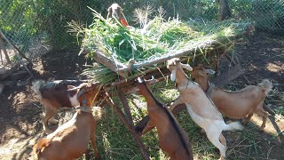 GOAT FARMING IN JAMAICA 2023  ETHIC BOSS amp SISTER PETRA  STEPS TO TAKE WHEN STARTING A GOAT FARM [upl. by Innavoig]