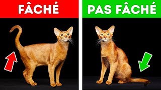 Si Ton Chat Fait Ceci ne T’inquiète Surtout Pas [upl. by Enawtna]