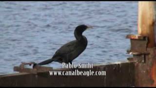 Phalacrocorax olivaceus Biguá Neotropic Cormorant [upl. by Dulcle]