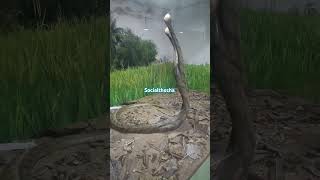 Snake statues in guindy snake park 👌shorts shortsvideo socialthozha guindy chennai [upl. by Nneb]