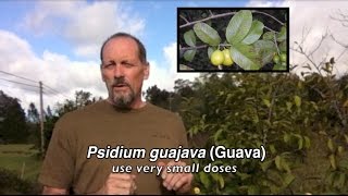 Psidium guajava Guava [upl. by Eiznikam]