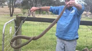 Big Eastern Brown Snake  Ballandean [upl. by Navi]