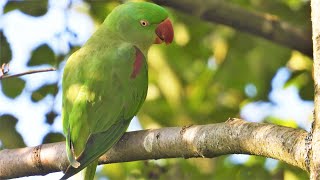 Natural sound of Alexandrine parrot Alexandrine parakeet call [upl. by Eissahc]