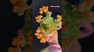 Echeveria Dondo flowers 💐 succulent echeveria echeveriadondo flowers jardim suculentas พืช [upl. by Pax]