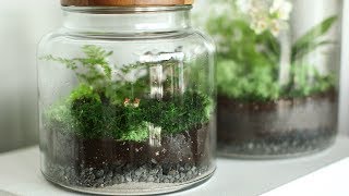 How to Set Up a Terrarium Martha Stewart [upl. by Anom769]