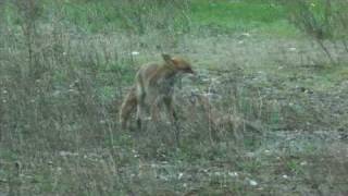 Vater Reineke bringt Beute  Fox father brings prey animal [upl. by Saidnac]