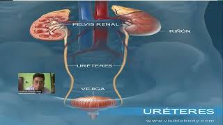 TECNICA QUIRURGICA DE REIMPLANTE URETEROVESICAL [upl. by Outlaw]