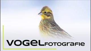 Vogelfotografie an der Winterfütterung  Naturfotografie Tutorial [upl. by Artima]