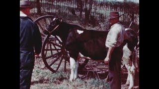 Battling Brucellosis United States Department of Agriculture 1946 [upl. by Aluino51]