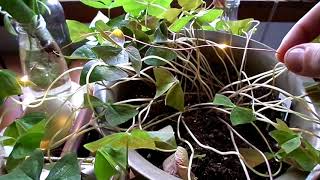 OXALIS DORMANCY  how to give your shamrock a haircut 💇🏻‍♀️☘️ [upl. by Valerian984]