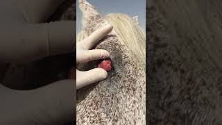 طفيليات الدم في الخيل piroplasmosis [upl. by Naujik399]