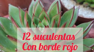 12 SUCULENTAS DE BORDES ROJOS [upl. by Questa952]