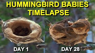 Allens Hummingbird Babies from Hatching to Fledging the Nest [upl. by Hurwit]