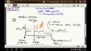 parte 2 Fisiologia del sistema digestivo [upl. by Jaquiss]