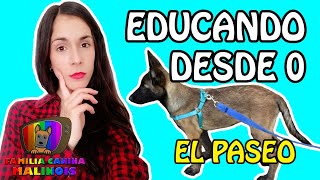 ENSEÑAR a un PERRO a PASEAR con CORREA  Tips y Adiestramiento Canino [upl. by Annoyek63]