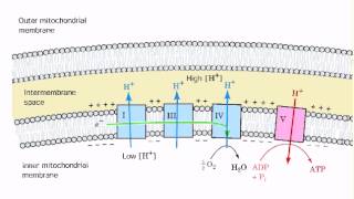 Coupling of ETS and ATP synthesis [upl. by Auhsot]