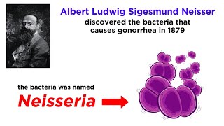 Gonorrhea Neisseria gonorrhoeae [upl. by Aihtenak]