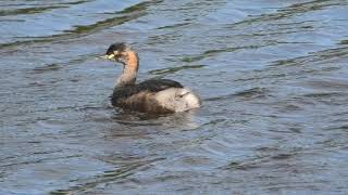 Australasian Grebe 56 [upl. by Odette]