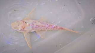 구미백경수족관 아칸티쿠스 아도니스 알비노  Acanthicus adonis albino  구미김천수족관김천혁신도시수족관 [upl. by Watters]