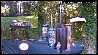 LIVE  PIP Song Birds Hummingbirds Bird Baths Squirrels Chipmunks birdlovers live [upl. by Olivia]