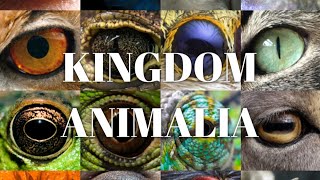 KINGDOM ANIMALIA  INTRODUCTION amp CLASSIFICATION  Zeeraks Biology [upl. by Tadio]