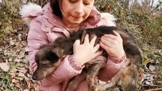 Small size dog survived at the streets sick alone and helpless [upl. by Eitra]