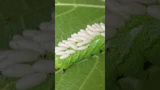 Parasitic braconid wasp larva on horn worm ￼insect caterpillar [upl. by Bucher]