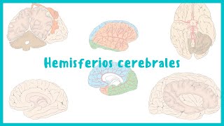 NEUROANATOMÍA  Hemisferios cerebrales y corteza cerebral  Blasto Med [upl. by Anaik22]