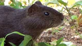 Preá Brazilian Guinea pig  Cavy  Cavia aperea  Capelinha  Angelândia  MG [upl. by Panchito]