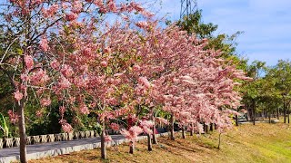 仁德漂亮花旗木  Beautiful Cassia Bakeriana  Thai Sakura Blossom  VLOG TAIWAN [upl. by Jessee]