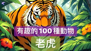 【貓喵說故事】：有趣的100種動物3老虎｜兒童睡前故事｜親子故事｜童話故事｜心靈雞湯｜有趣的動物 [upl. by Werda]