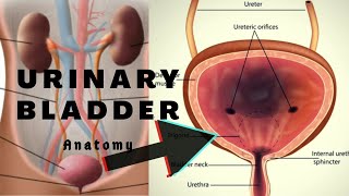 Anatomy of Urinary Bladder PPT  Gross  Relations  Applied Anatomy [upl. by Britte]