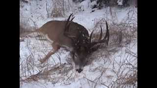 Saskatchewan Deer hunt with Sask Can Outfitters 170quot 10pointer [upl. by Hanikehs]