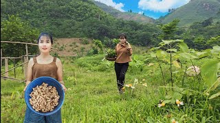 Plant and care for medicinal plants go to the forest to get pupae for propagation  Hải daily life [upl. by Eus]