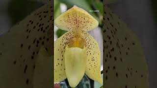 Paph concolor fmaquotStriatumquot O 파피오페딜룸은 아름다운 진녹색 그물망 같은 잎과 보라색 반점이 있는 큰 노란색 꽃을 가지고 있다향은 무향이며 연중 개화 [upl. by Letnuahs466]