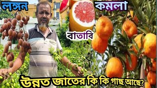 Beldanga Nasima Nursery visitসত্যিই কি উন্নত ভ্যারাইটির অফুরন্ত ফল গাছের কালেকশন আছেshykhseraj [upl. by Iover]