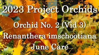 2023 Project Orchids  Renanthera imschootiana Vid 3 [upl. by Llet560]