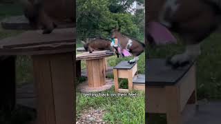 Funny fainting Goats Compilation funny goat shorts [upl. by Pavia808]