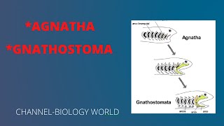 Agnatha and Gnathostomata  Agnathostomata and Gnathostomata  Agnatha  Gnathostomata [upl. by Smith]