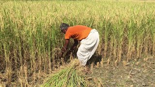 How to harvest rice rice harvesting techniques [upl. by Any801]