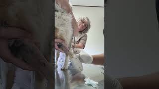 PF Externship 2 Skill 12 Suture Removal [upl. by Ttik]