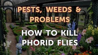 How to Kill Phorid Flies [upl. by Ahseret]