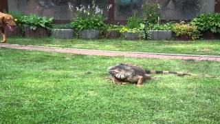 Grüner Leguan mit Hund [upl. by Meluhs]