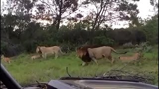 Massive male lion from the Gondwana Reserve [upl. by Esilegna]