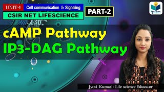 cAMP PATHWAY  IP3DAG PATHWAY GPCR PART2  CSIR NET CELL SIGNALING [upl. by Antsirhc]