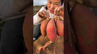 Digging Sweet Potato 🍠🍠 Amazing Sweet Potato Farming 🧺🧺 shorts satisfying youtubeshorts [upl. by Aynnek354]