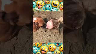 🔥 Check out this storm of laughter AMAZING wave of satisfaction Pt5 😂🤣 funny laugh fail lol [upl. by Sigfrid251]