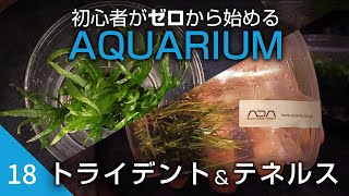 初心者がゼロから始めるアクアリウム【18】ミクロソリウム・トライデント ミニampエキノドルス・テネルスの追加と細かい変更 [upl. by Leagiba]