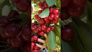 Quality cherry seeds This is a newly researched plant variety [upl. by Yot34]